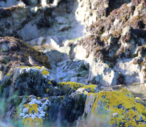 Pipit farlouse (3).JPG