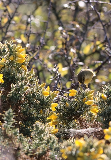 Pouillot véloce observatoire Jeudi 10 Novembre 2022.JPG