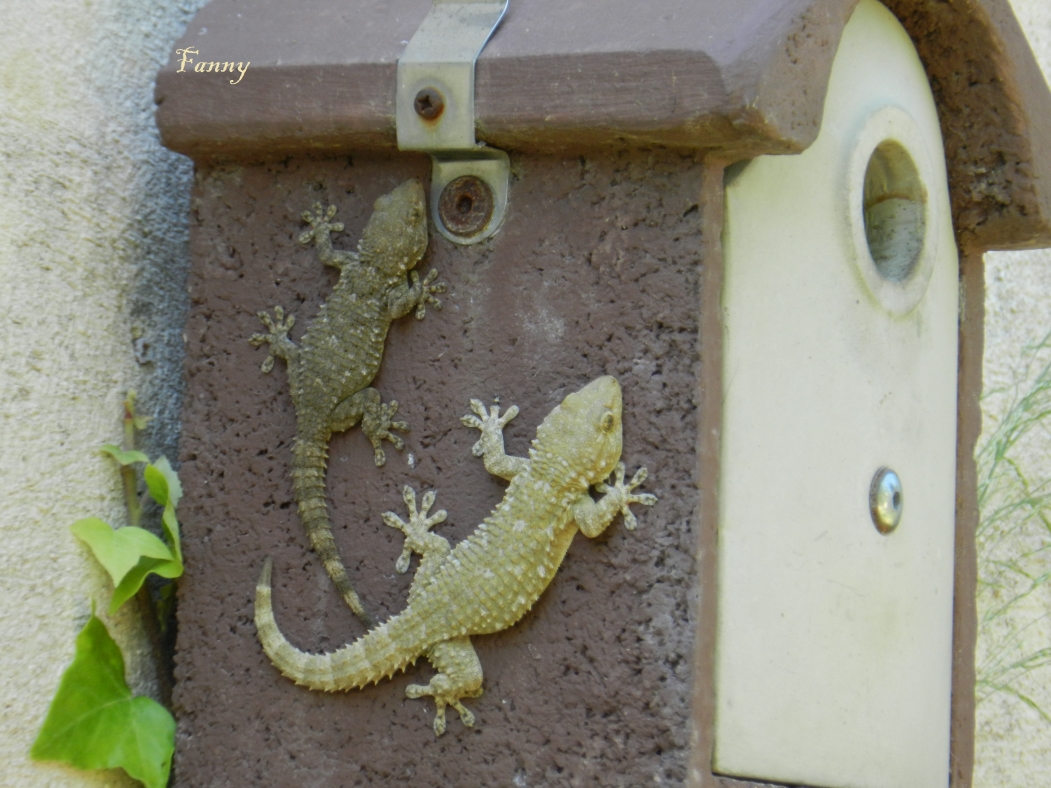 geckos--2014-468f70e.jpg