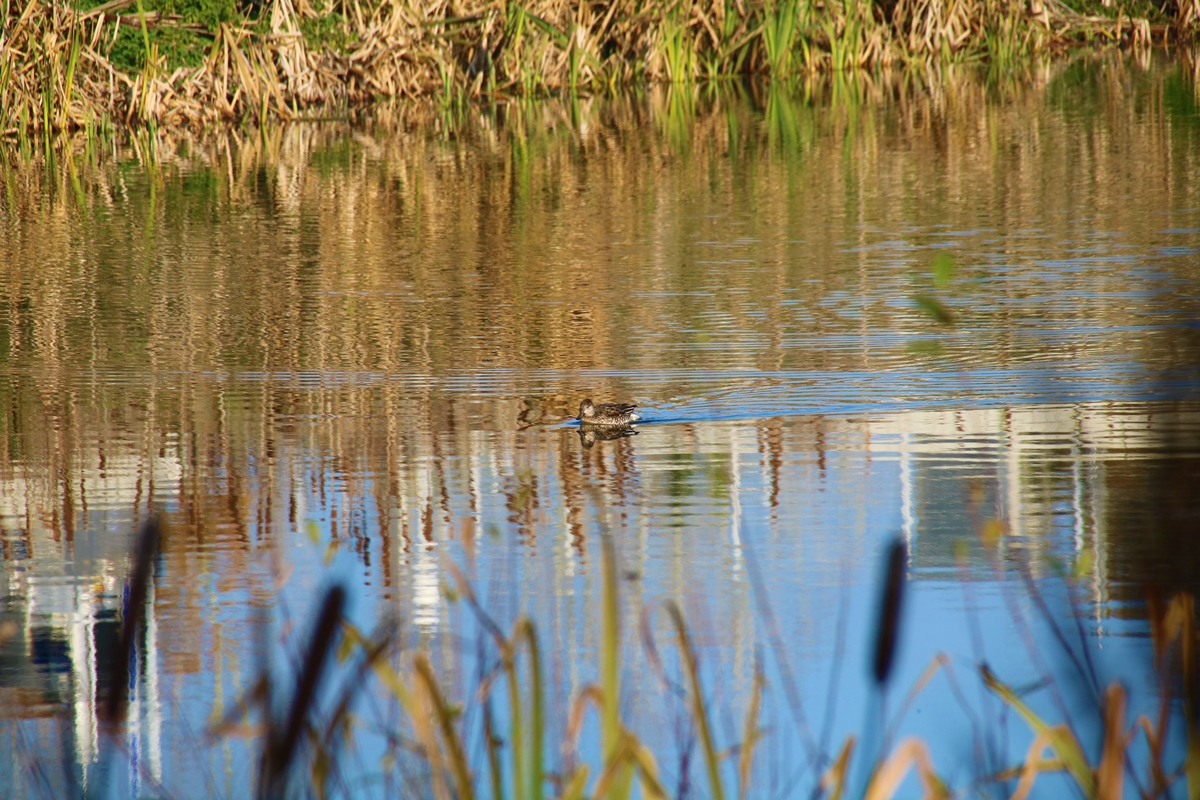 Sarcelles d'hiver bassins Pommeret 6 Septembre 2022 (3).JPG