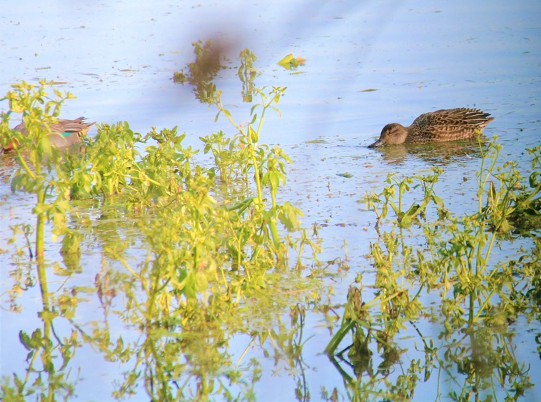 Sarcelles d'hiver bassins Pommeret 6 Septembre 2022 (1)-crop.JPG