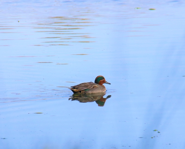 Sarcelles d'hiver bassins Pommeret 6 Septembre 2022 (2)-crop.JPG