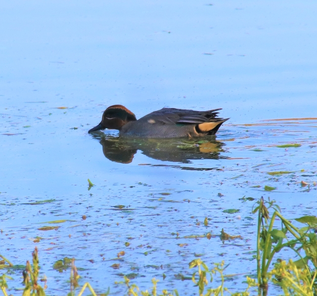 Sarcelles d'hiver bassins Pommeret 6 Septembre 2022 (5)-crop.JPG