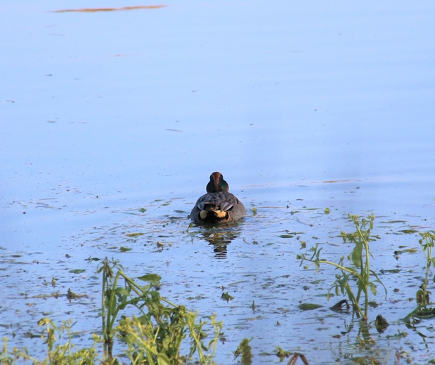 Sarcelles d'hiver bassins Pommeret 6 Septembre 2022 (4)-crop.JPG