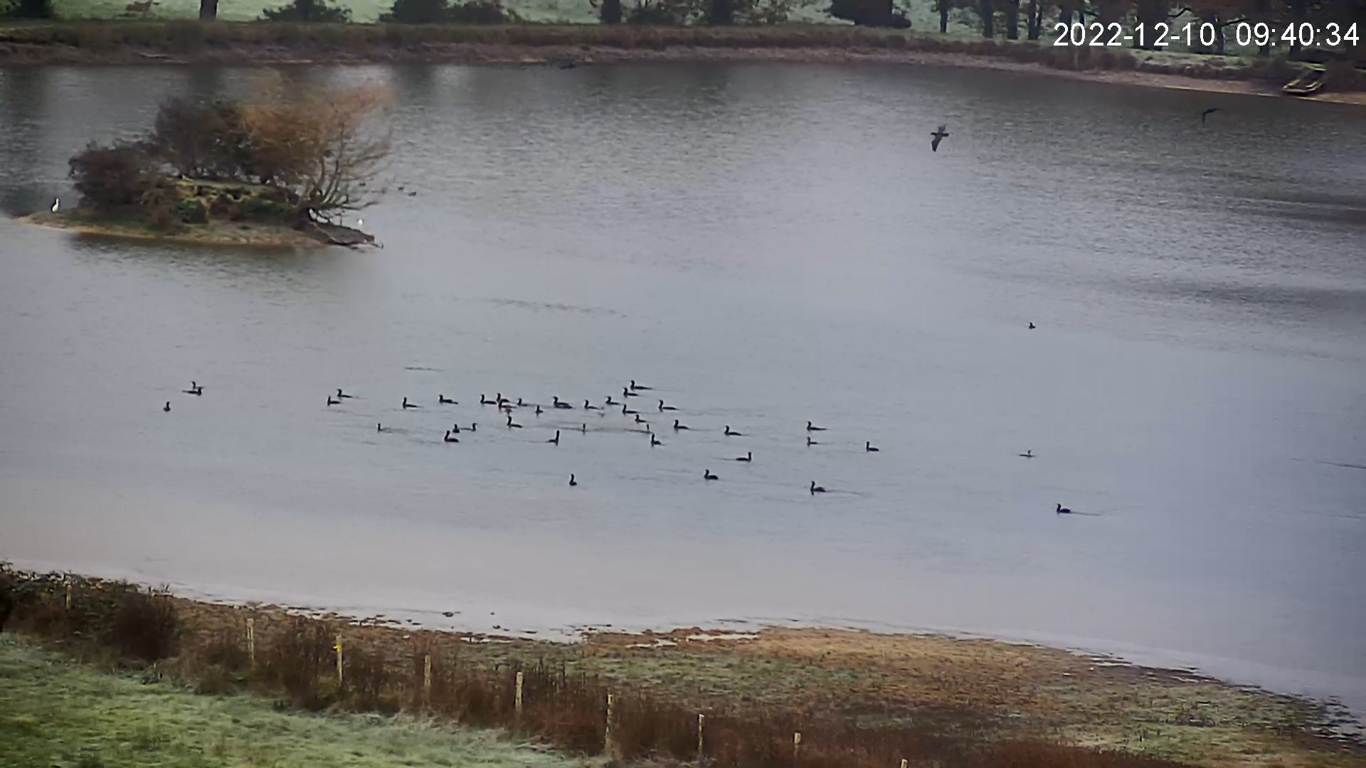 grands cormorans 10 12 2022.jpg