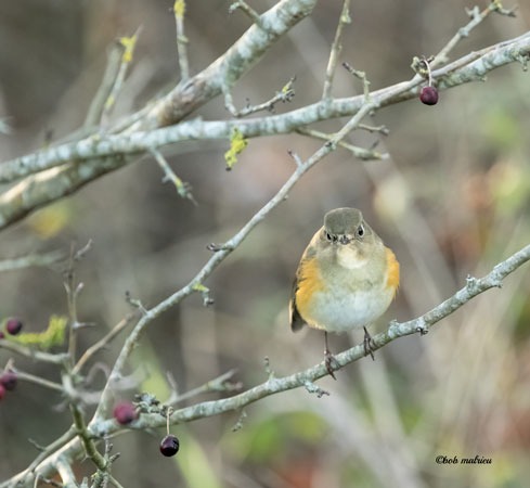 robin a flancs roux 2.jpg