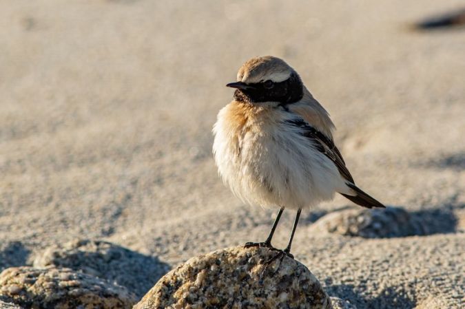 traquet du desert.jpg