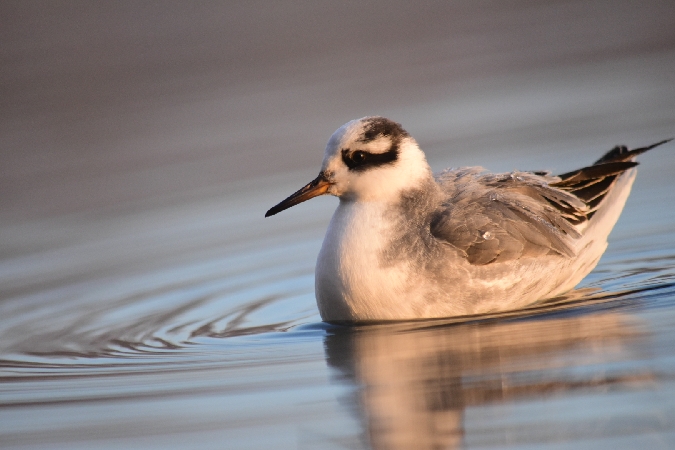 phalarope a bec large 1.jpg