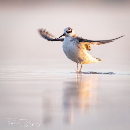 phalarope a bec large 2.jpg