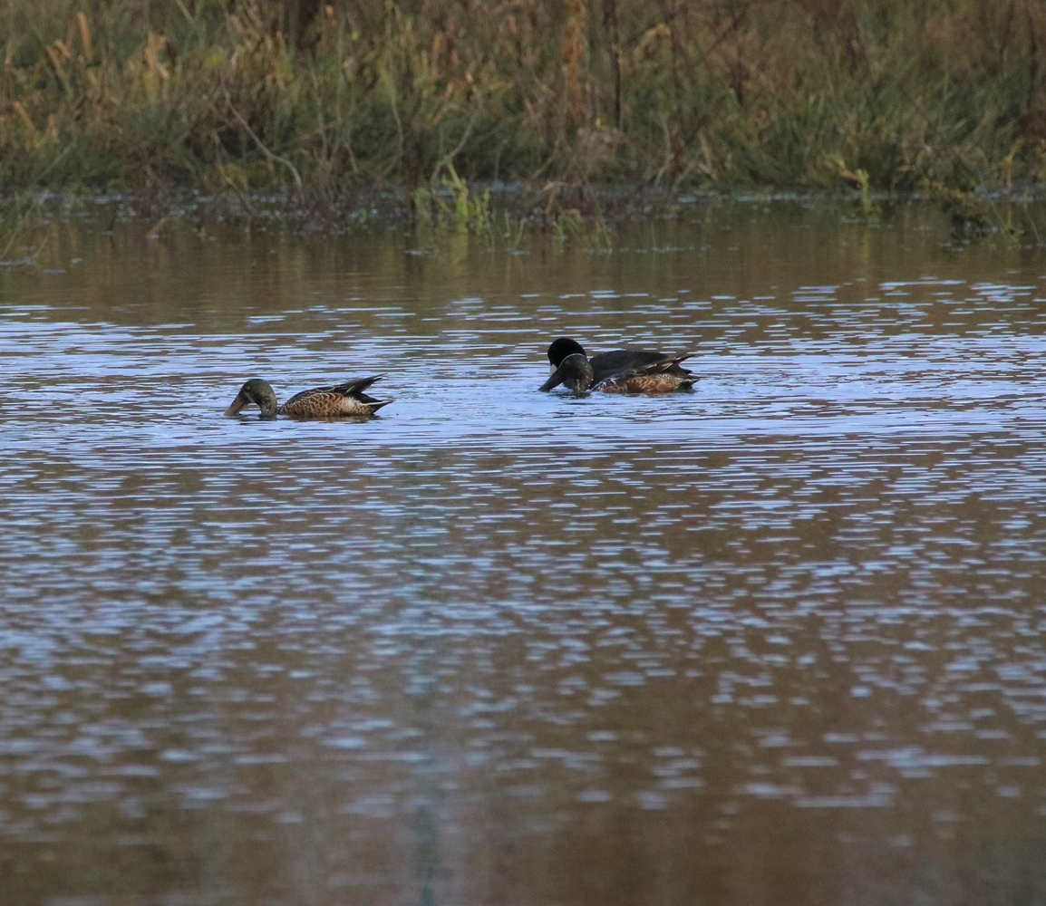 Canards souchet femelles et foulque Bassin Pommeret 21 Décembre 2022.JPG