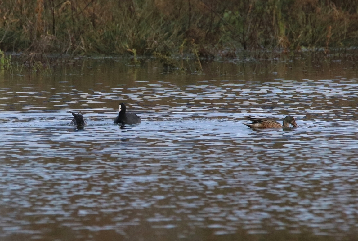 Canards souchet femelle et foulque.JPG