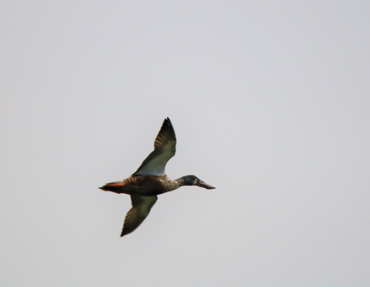 Canard souchet femelle en vol bassin Pommeret 21 Décembre 2022.JPG