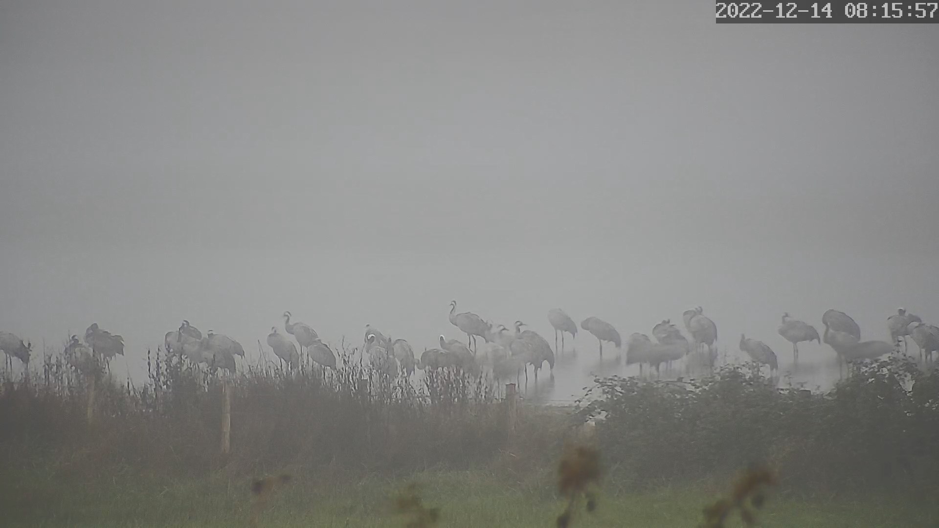 grues 14 12 2022a.jpg