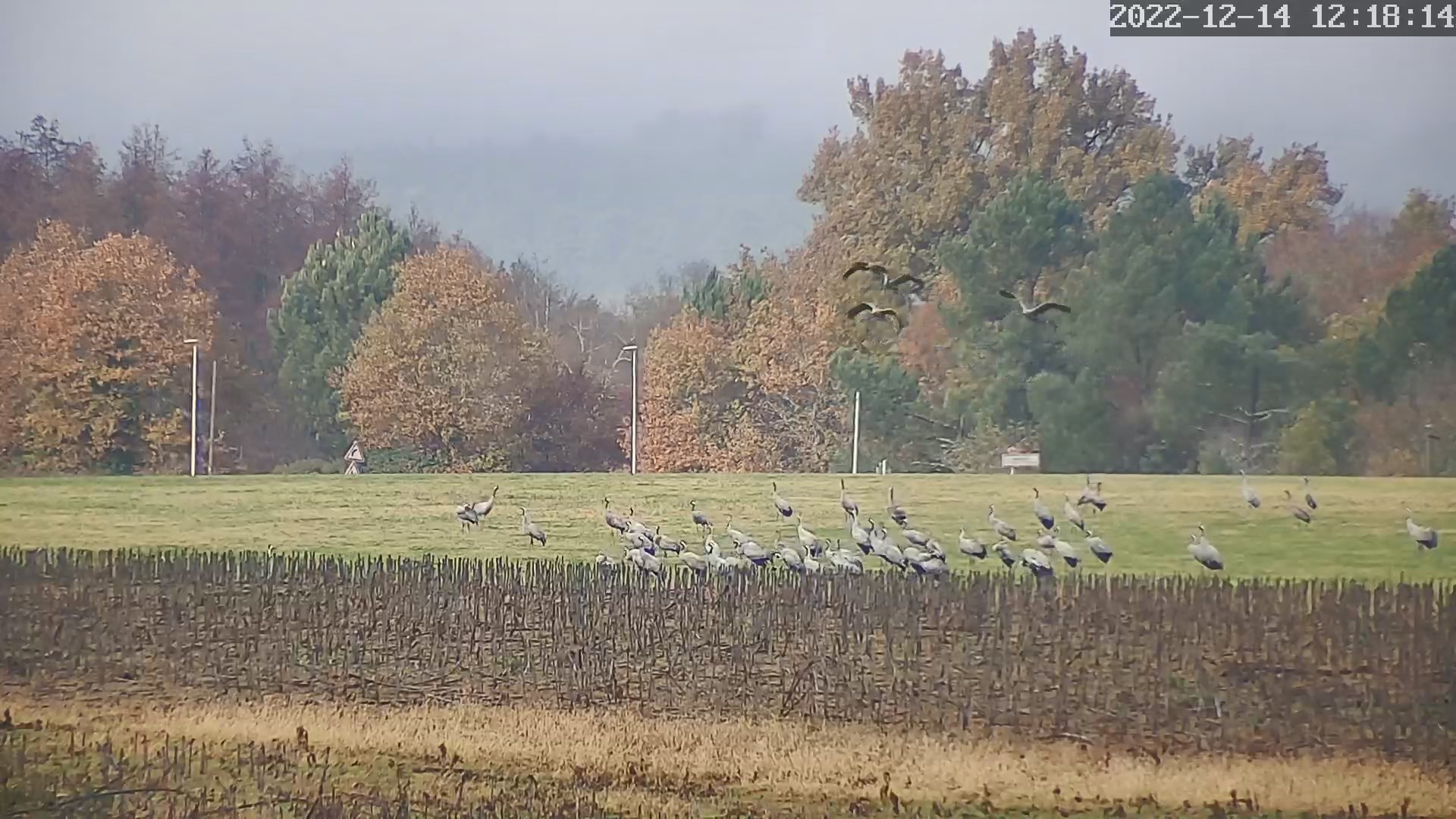 grues 14 12 2022e.jpg