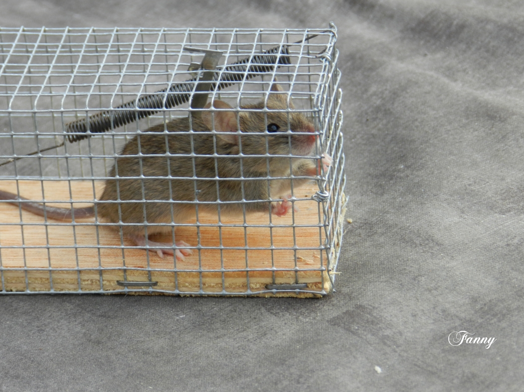 Mulot ou souris 005.jpg