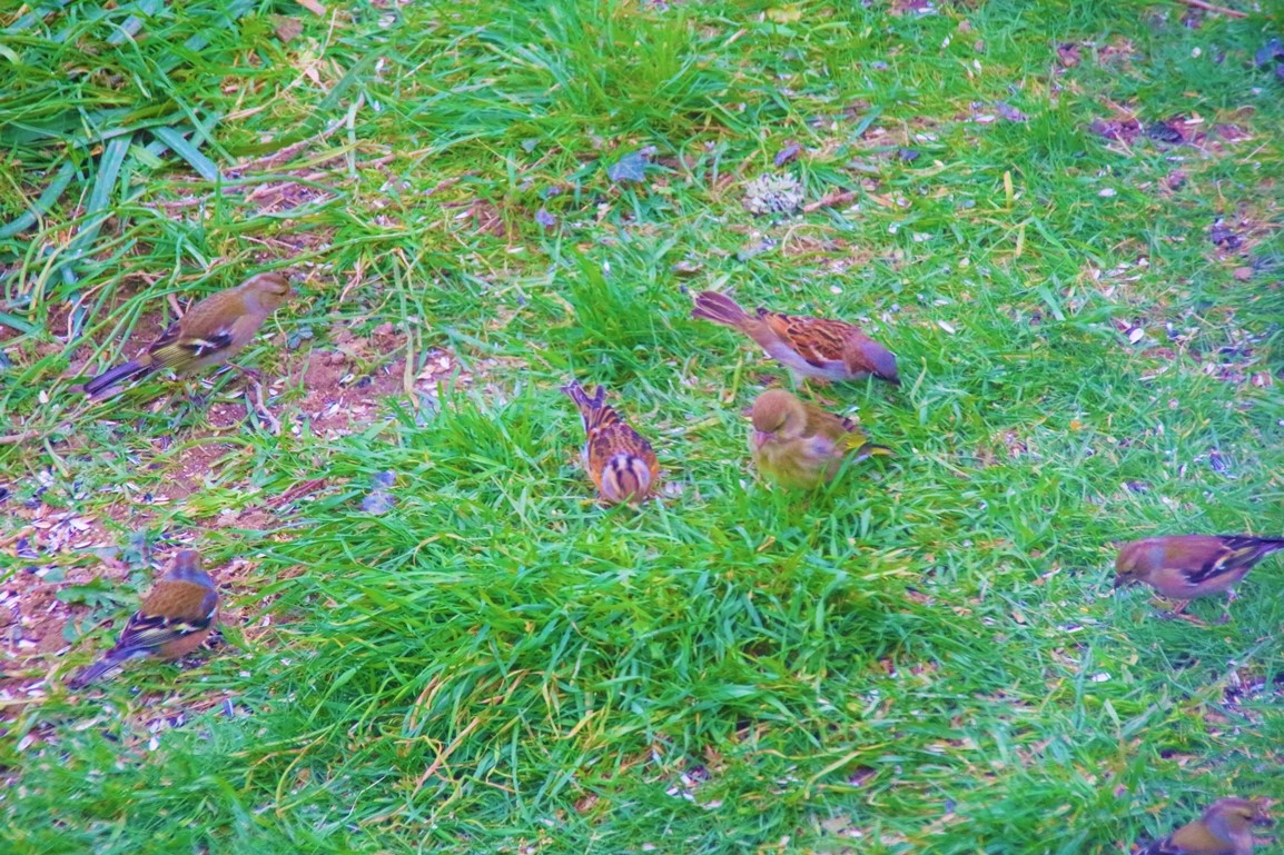 Mâle ou femelle en transition Jeudi 02 Mars 2022 (1).JPG