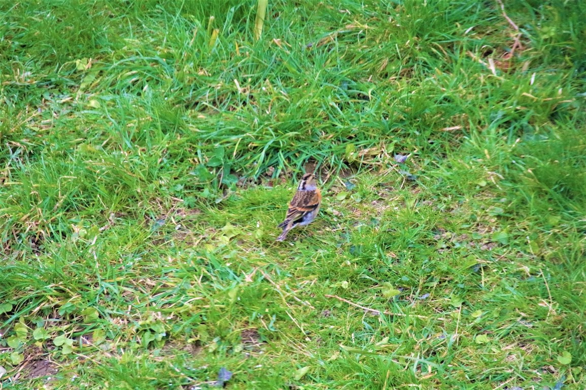 Mâle ou femelle en transition Jeudi 02 Mars 2022 (2).JPG