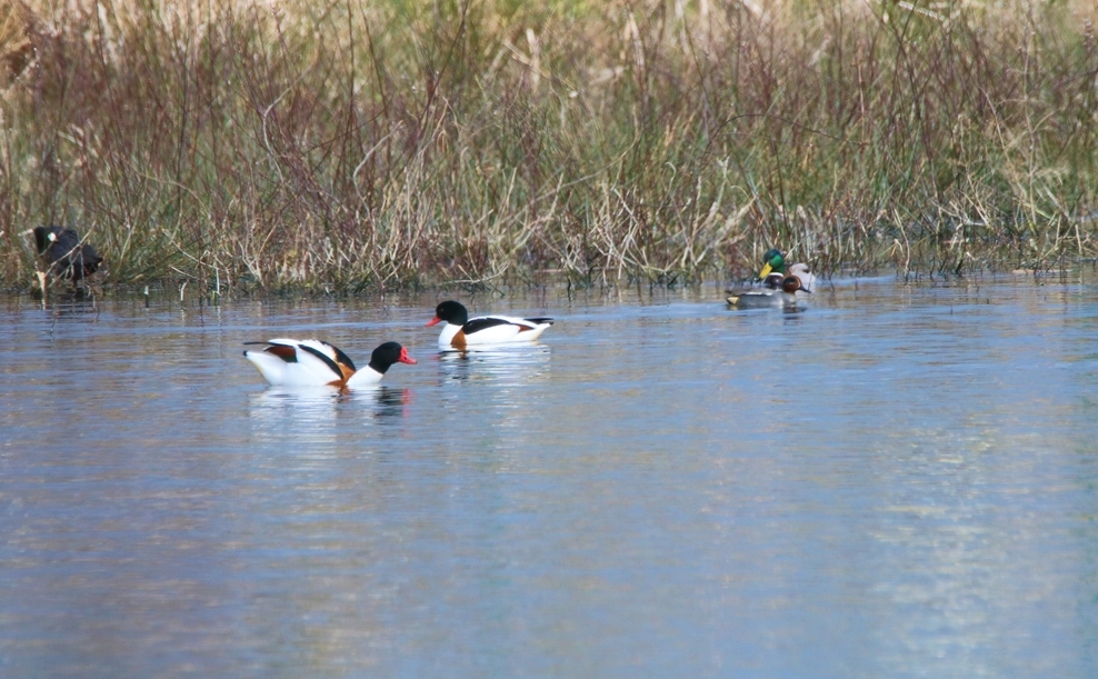 Tadorne de belon et Sarcelle d'hiver Pommeret 7 Mars 2023 (1).JPG