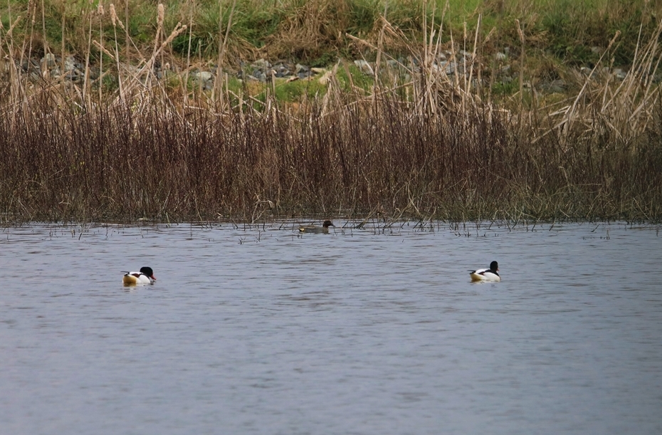 Tadorne de belon et Sarcelle d'hiver Pommeret 7 Mars 2023 (2).JPG