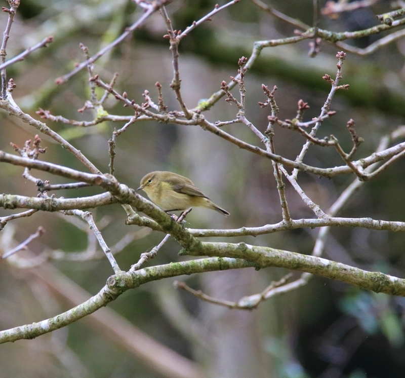 Pouillot véloce Pommeret Mardi 7 Mars 2023 (2).JPG