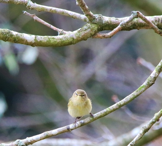 Pouillot véloce Pommeret Mardi 7 Mars 2023 (1).JPG