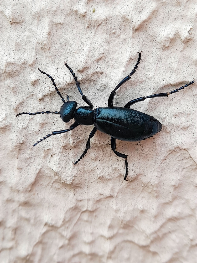 Méloé mâle 18 Mars 2023 (1).jpg