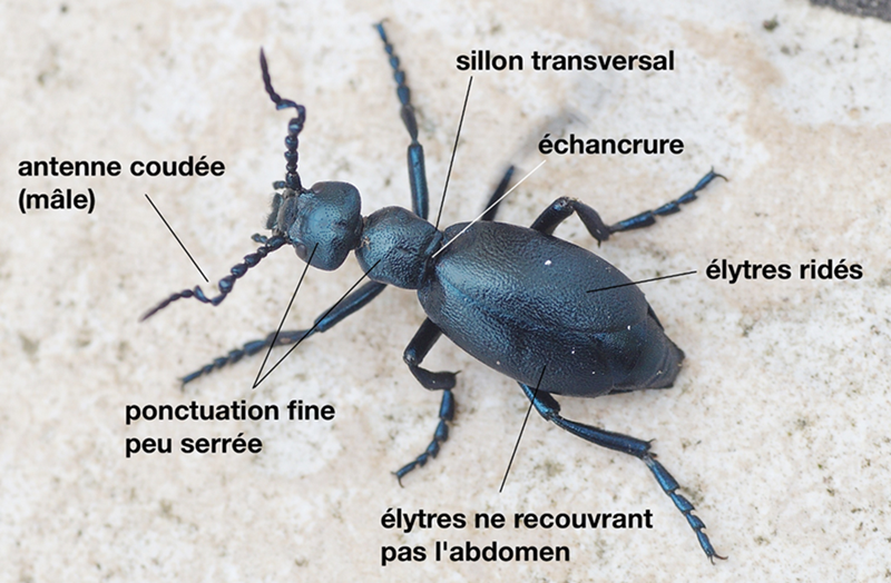 Méloé enfle-boeuf détails anatomiques.png