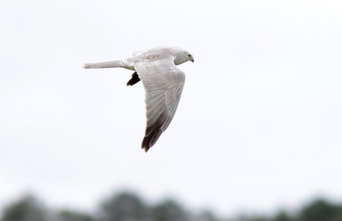 busard pale1.jpg