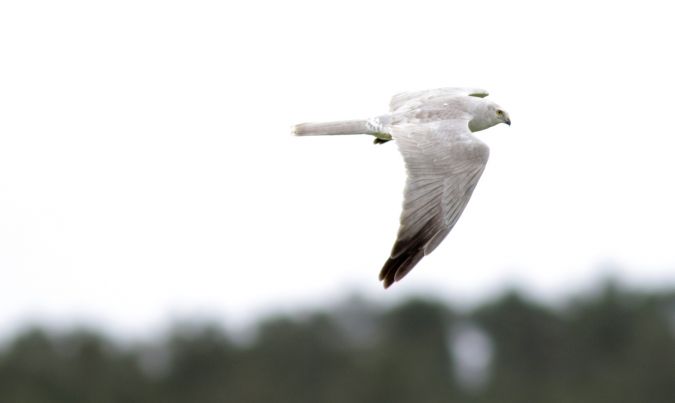 busard pale3.jpg
