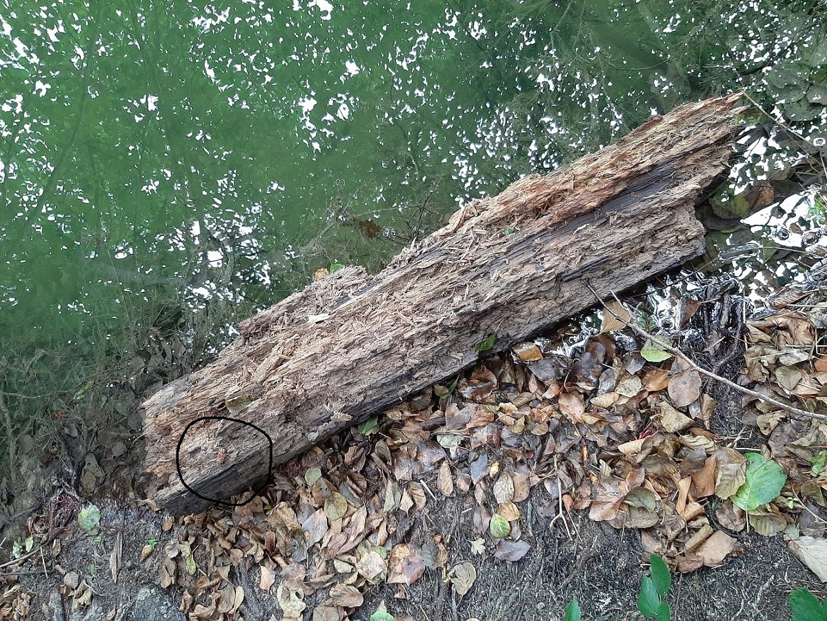 épreinte loutre 29 08.jpg