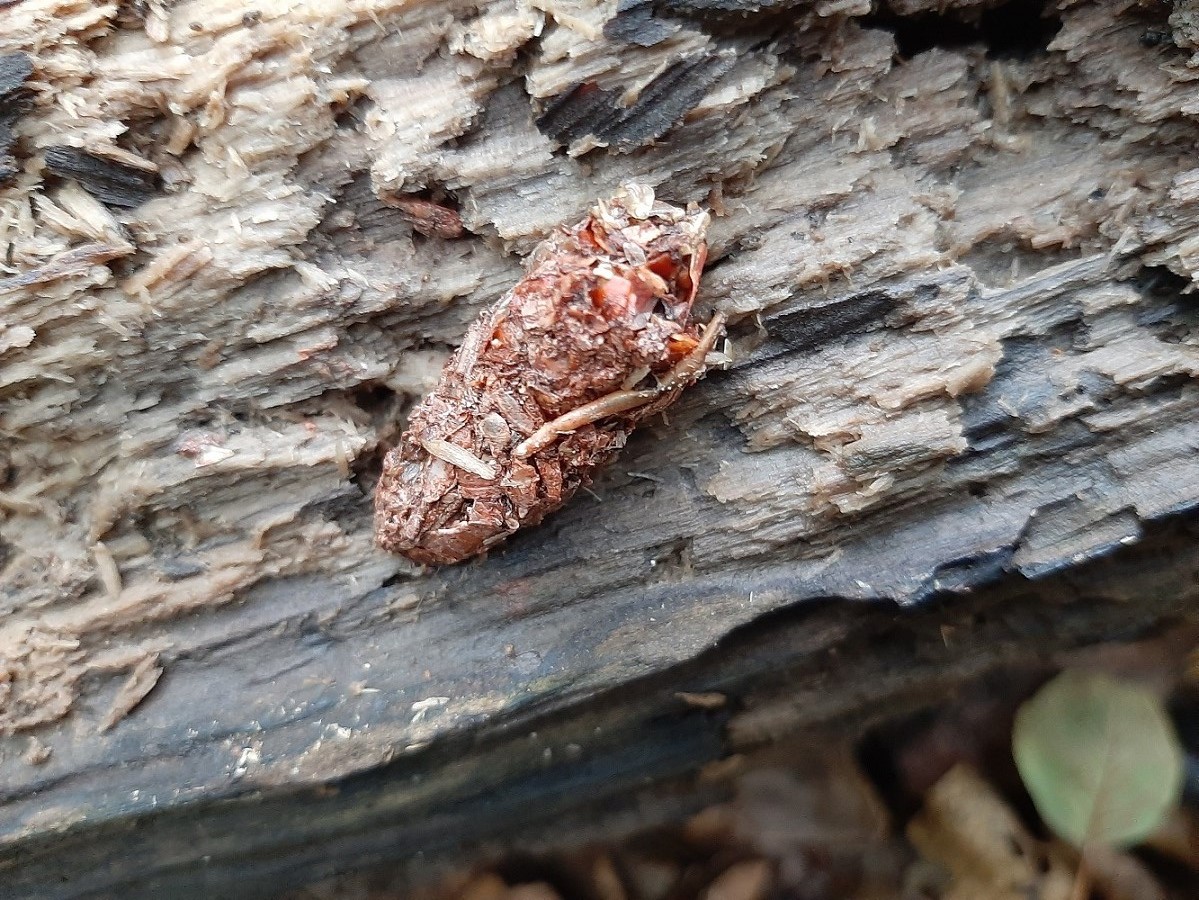 épreinte loutre 29 08 bis.jpg