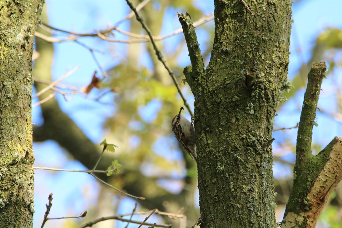 Grimpereau des jardin bois de St-Aaron Vebdredi 21 Avril 2023 (1).JPG