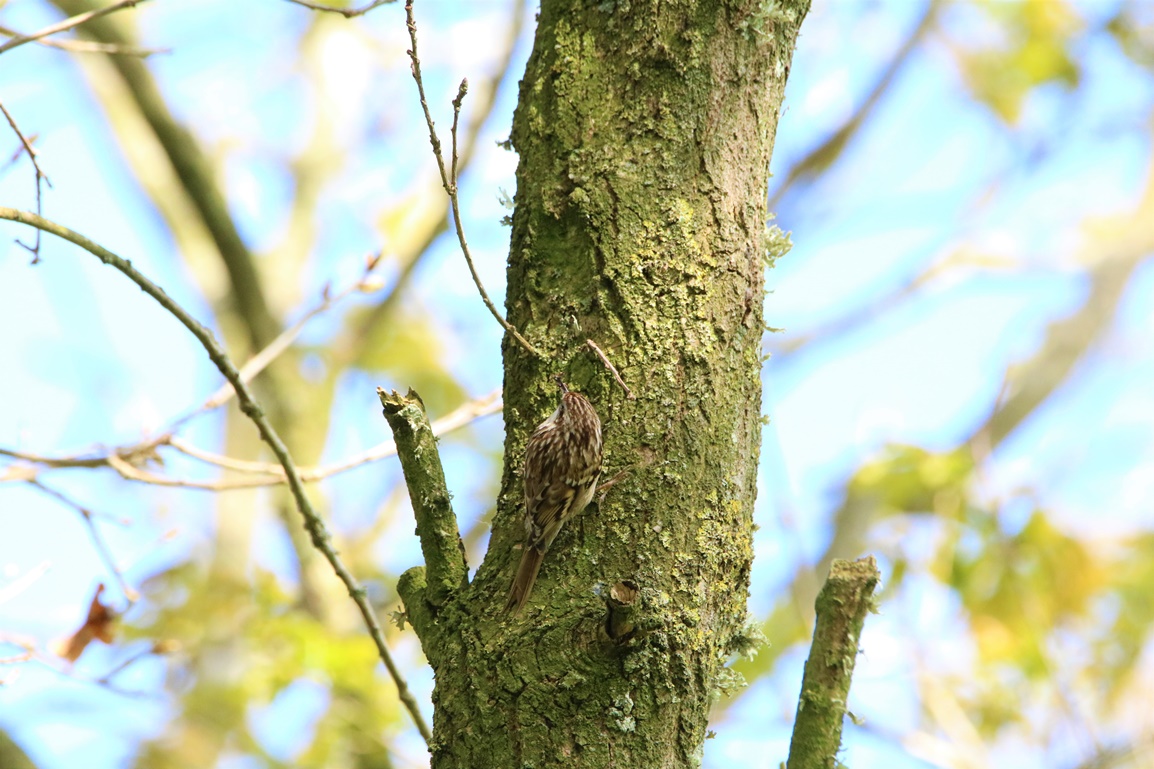 Grimpereau des jardin bois de St-Aaron Vebdredi 21 Avril 2023 (4).JPG