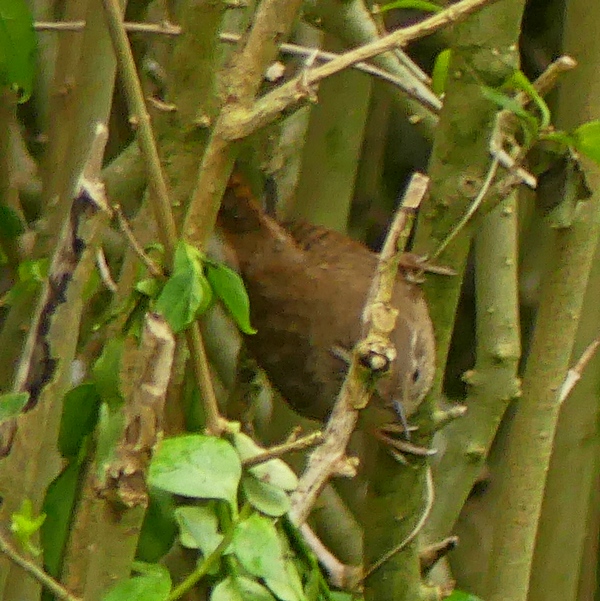 15.05.2023FZ300.jpg_2.jpg