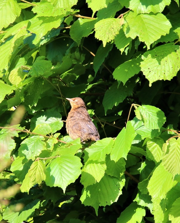 Juvénile de merle jardin Dimanche 21 Mai 2023 (2).JPG