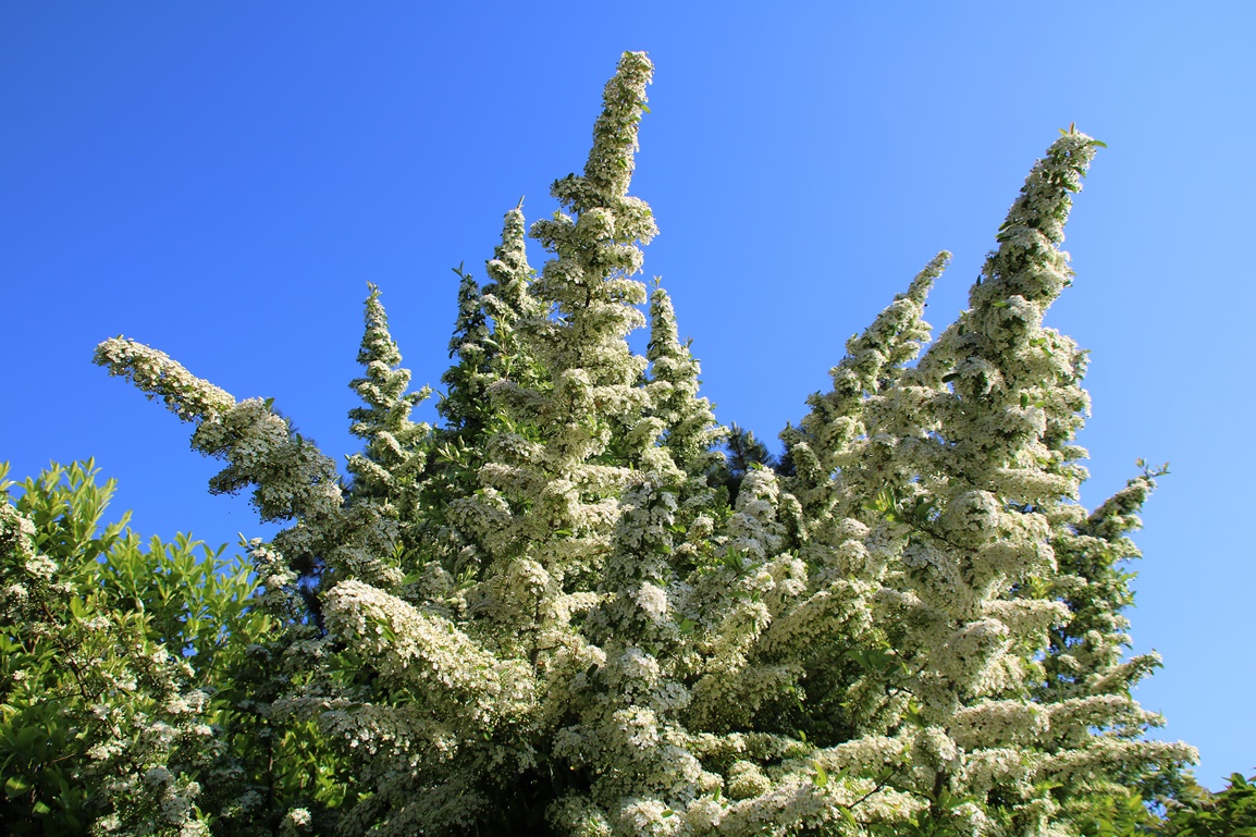 Pyracantha en fleurs 21 Mai 2023 (3).JPG