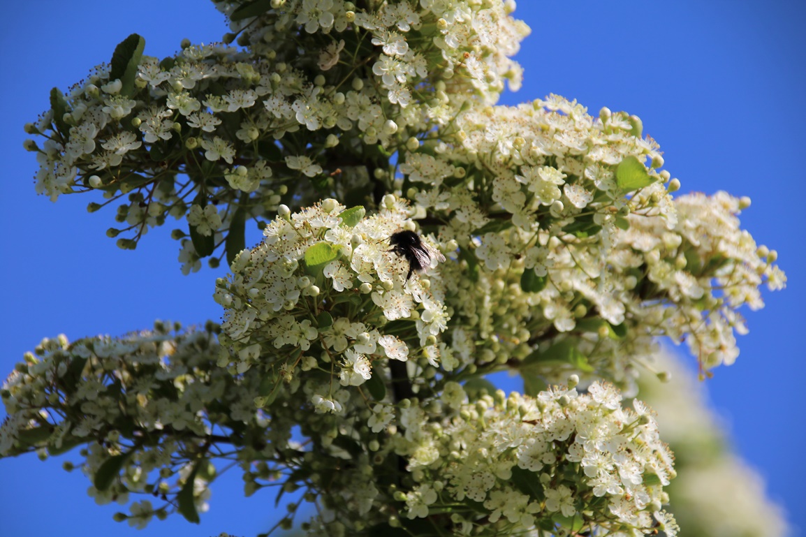 Pyracantha en fleurs 21 Mai 2023 (1).JPG