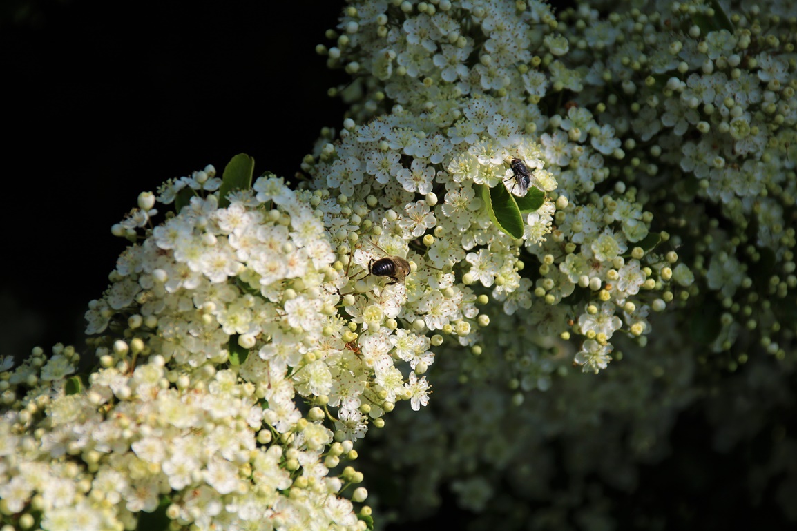 Pyracantha en fleurs 21 Mai 2023 (4).JPG