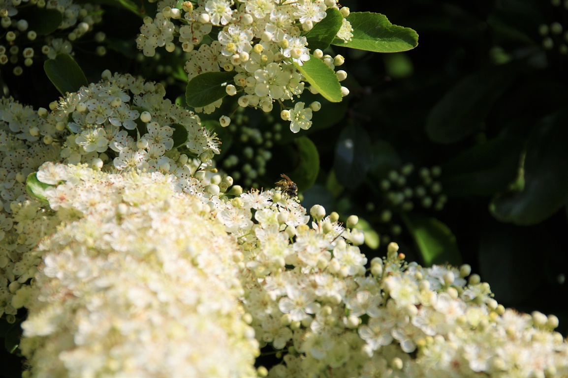 Pyracantha en fleurs 21 Mai 2023 (5).JPG