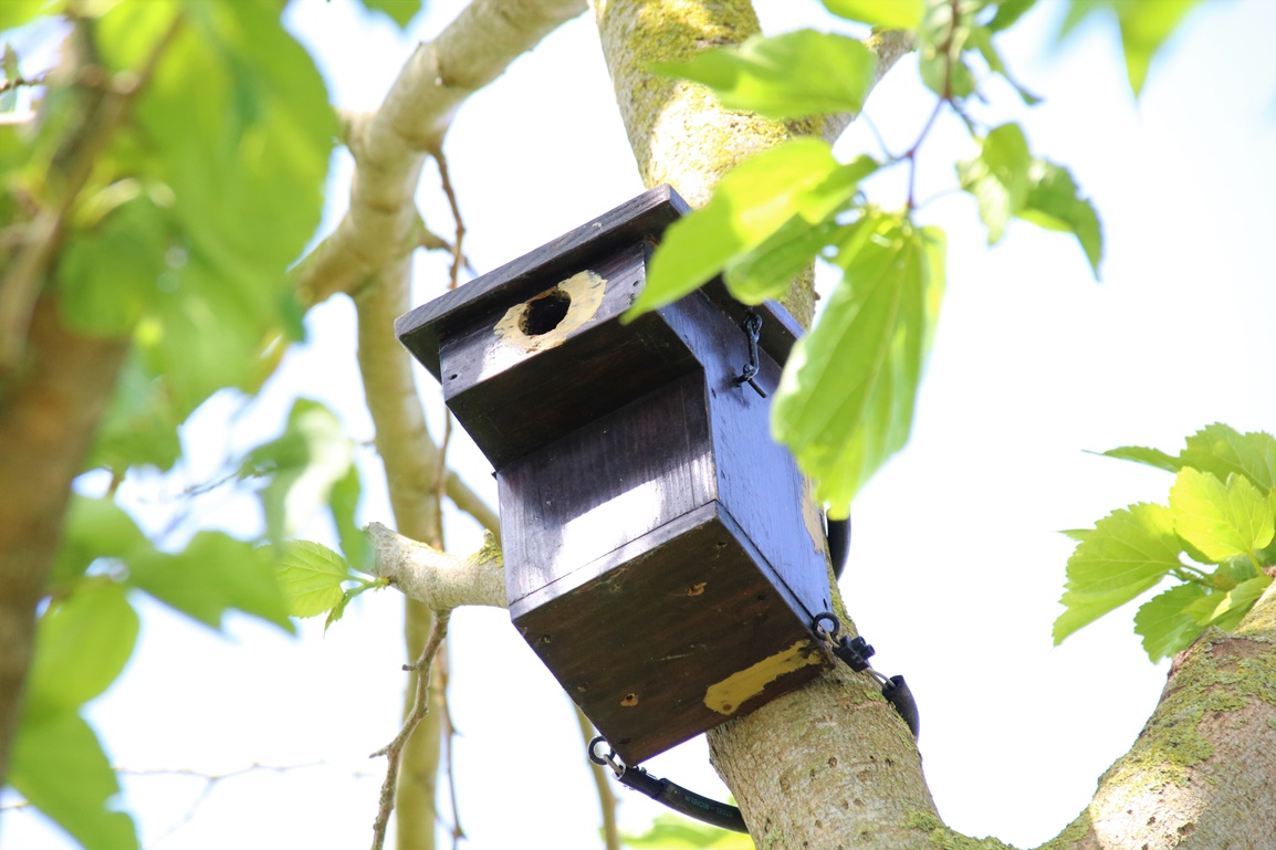 Nidification Mésanges bleues envol 22 Mai 2023 nichoir Mûrier à feuilles de platane (2).JPG