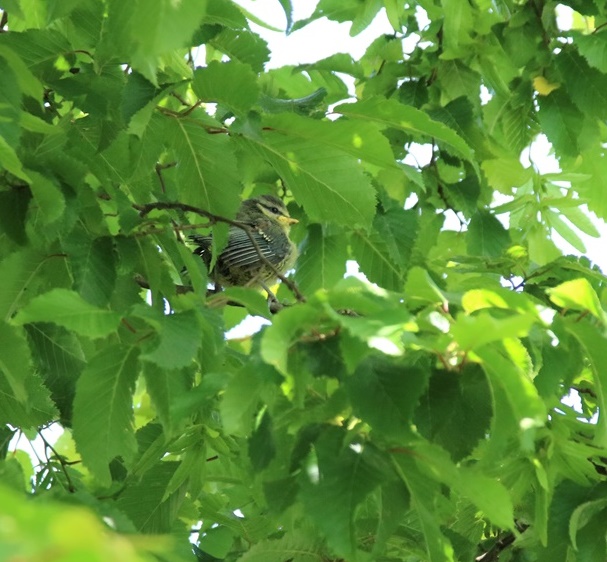 Nidification Mésanges bleues envol 22 Mai 2023 nichoir Mûrier à feuilles de platane (1) - Copie-crop.JPG