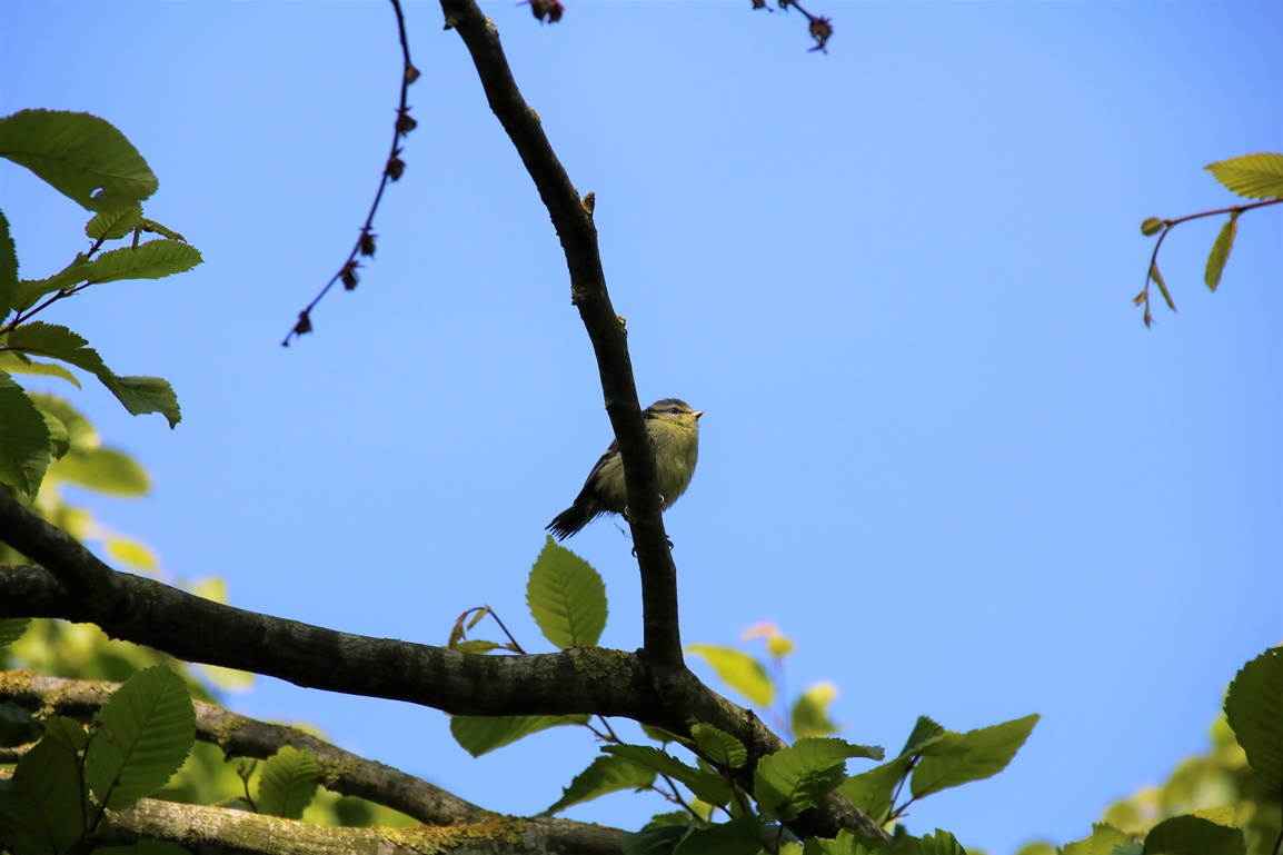 Nidification Mésanges bleues envol 22 Mai 2023 nichoir Mûrier à feuilles de platane (3).JPG