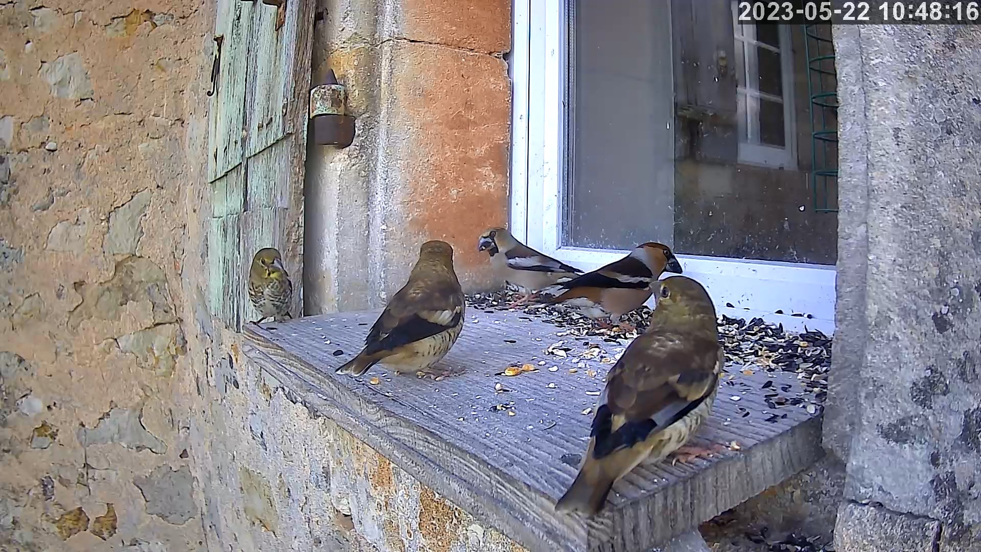 gros-bec casse-noyaux 22 05 2023.jpg