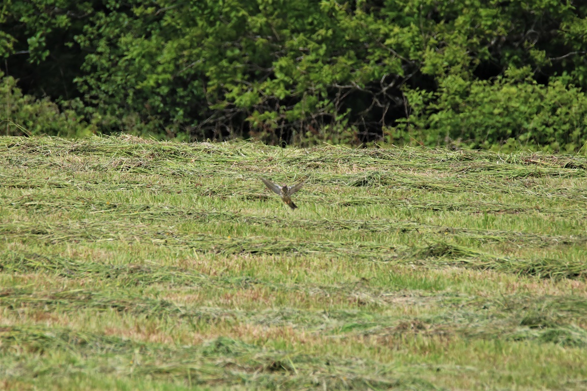 Grive Litorne Vendredi Kersolec 26 Mai 2023 (3).JPG