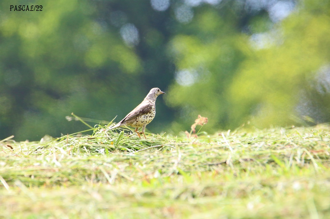 Grive Litorne Vendredi Kersolec 26 Mai 2023 (2).JPG