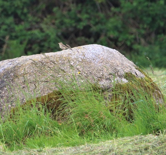 à identifier Kersolec Vendredi 26 Mai 2023 (2).JPG