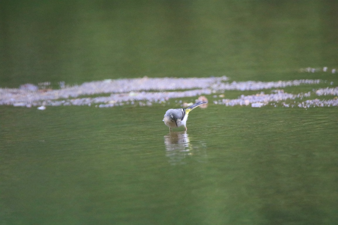 Bergeronnette des ruisseaux Kersolec Vendredi 26 Mai 2023 (2).JPG