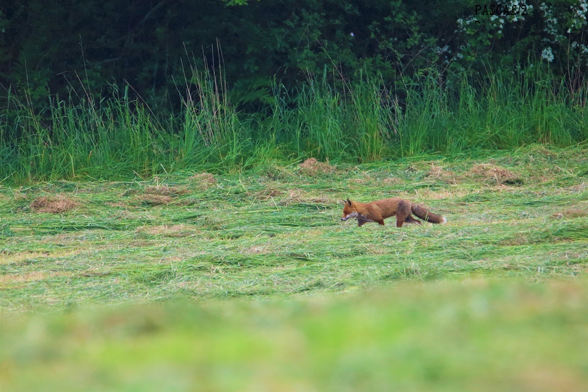 Renard roux Kersolec Vendredi 26 Mai 2023 (5).JPG