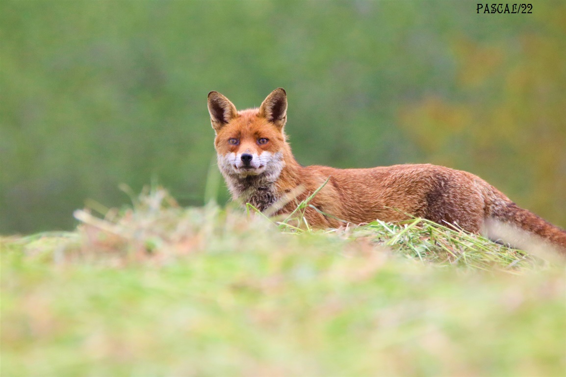 Renard roux Kersolec Vendredi 26 Mai 2023 (9).JPG