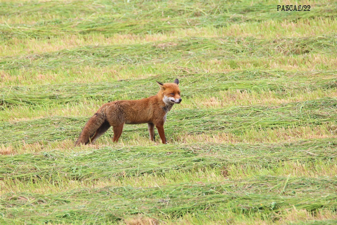 Renard roux Kersolec Vendredi 26 Mai 2023.JPG